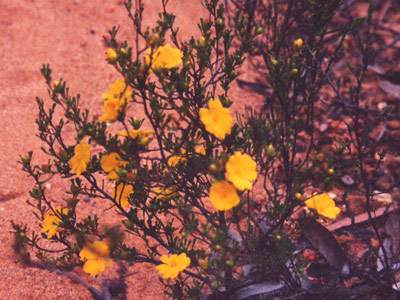 flower.jpg