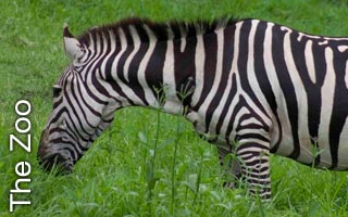 Getting the most out of your visit to Western Plains Zoo - Dubbo